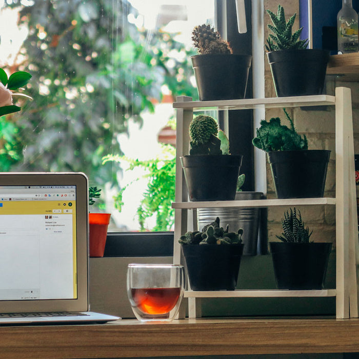 5 Plants That Cleanse Your Home